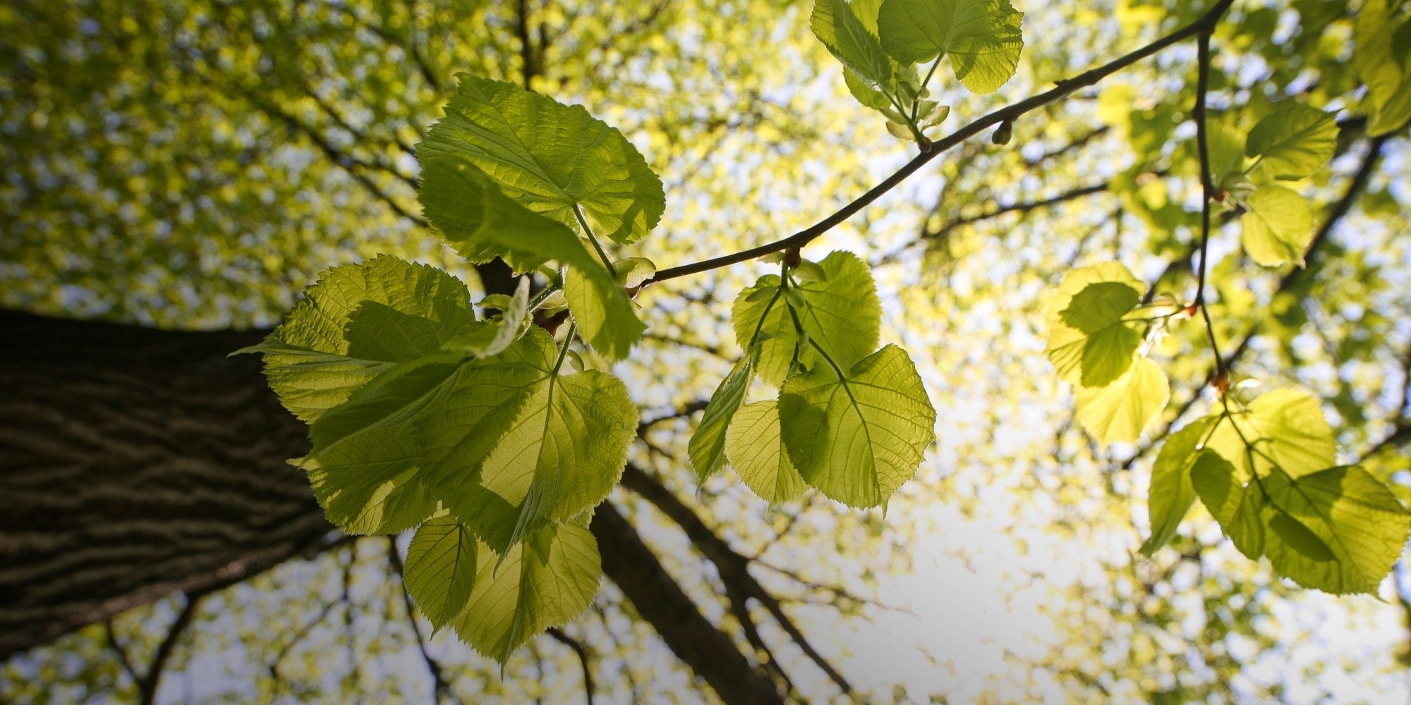 Natur - Gebr. Lorenzen GmbH & Co. KG